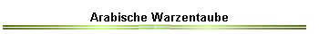Arabische Warzentaube