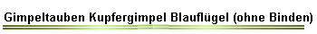 Gimpeltauben Kupfergimpel Blauflgel (ohne Binden)