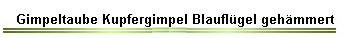 Gimpeltaube Kupfergimpel Blauflgel gehmmert