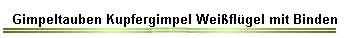 Gimpeltauben Kupfergimpel Weiflgel mit Binden