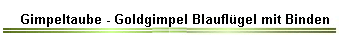 Gimpeltaube - Goldgimpel Blauflgel mit Binden