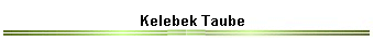 Kelebek Taube