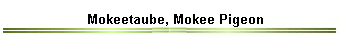 Mokeetaube, Mokee Pigeon