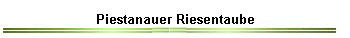 Piestanauer Riesentaube