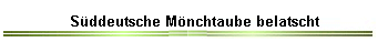 Süddeutsche Mönchtaube belatscht