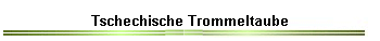 Tschechische Trommeltaube