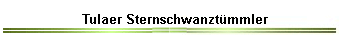 Tulaer Sternschwanzt�mmler