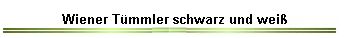 Wiener Tmmler schwarz und wei